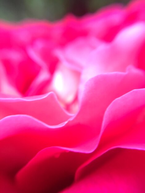 Close-up de uma flor rosa