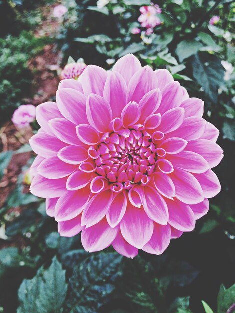 Close-up de uma flor rosa