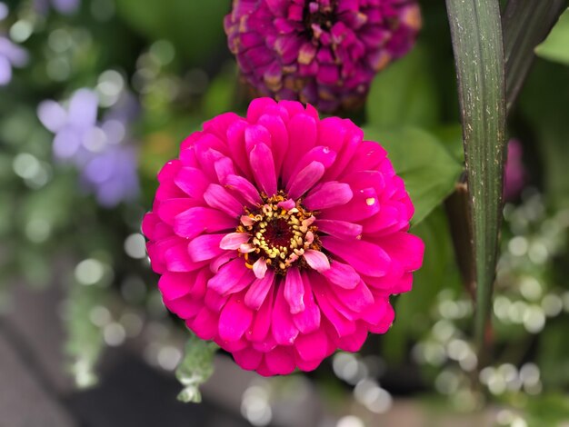 Foto close-up de uma flor rosa