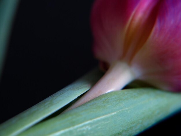 Foto close-up de uma flor rosa