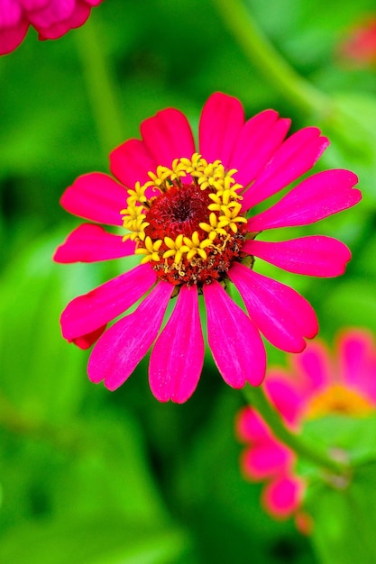 Foto close-up de uma flor rosa