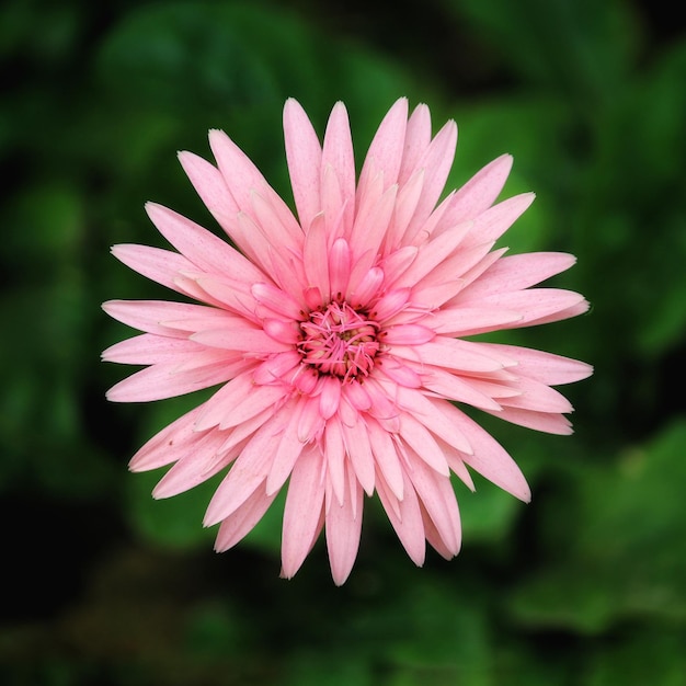 Foto close-up de uma flor rosa