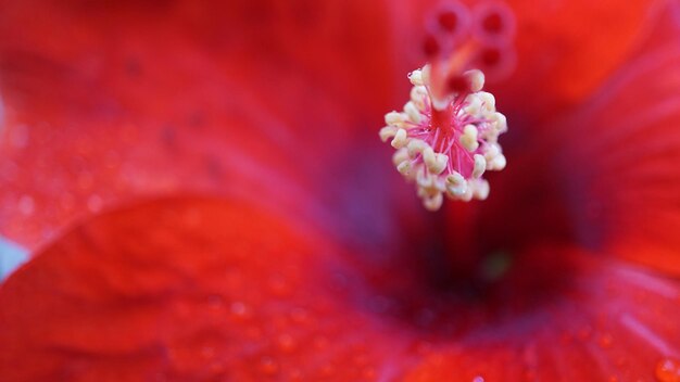 Foto close-up de uma flor rosa