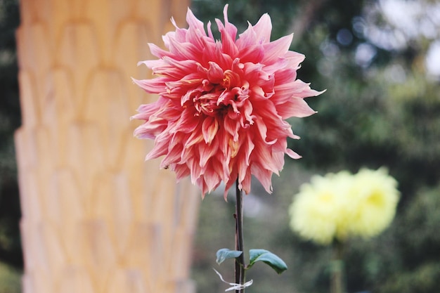 Foto close-up de uma flor rosa