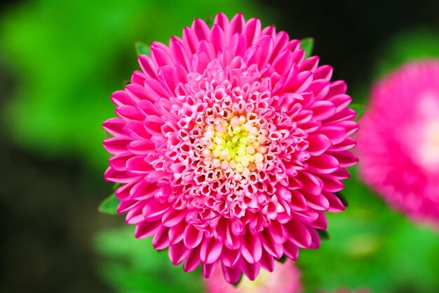 Foto close-up de uma flor rosa