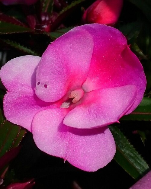 Foto close-up de uma flor rosa