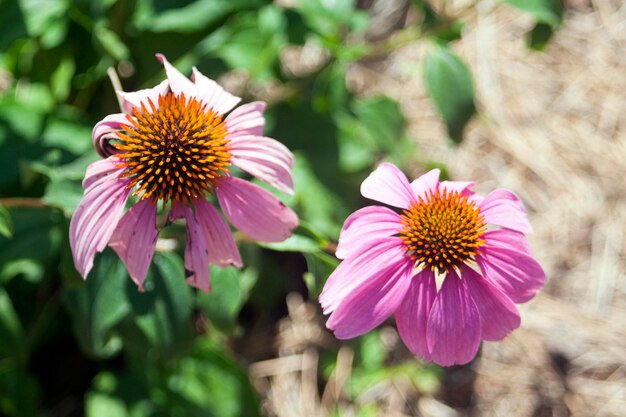 Foto close-up de uma flor rosa