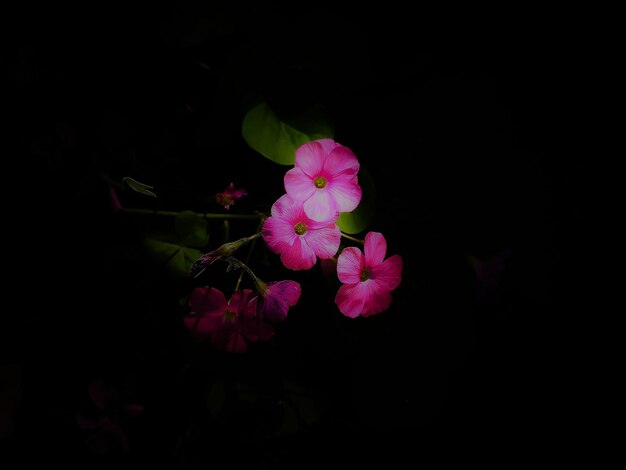 Foto close-up de uma flor rosa