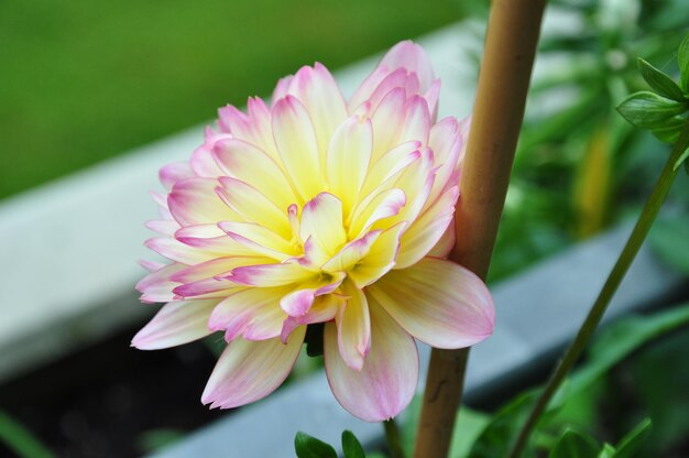 Close-up de uma flor rosa