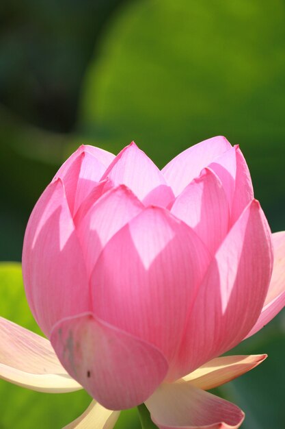 Foto close-up de uma flor rosa