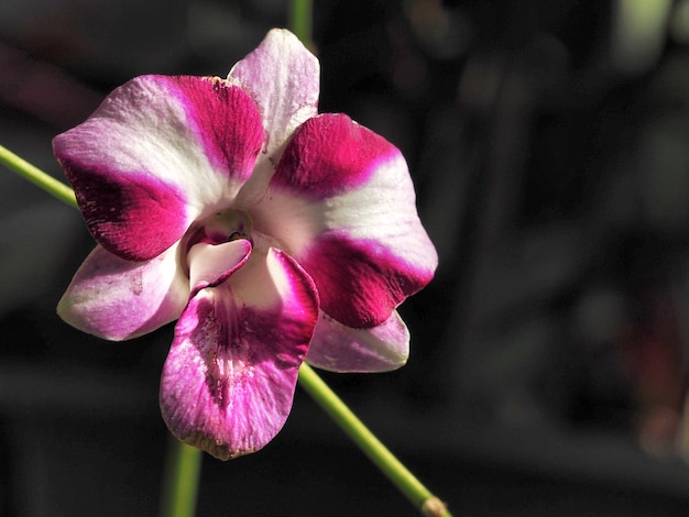 Close-up de uma flor rosa