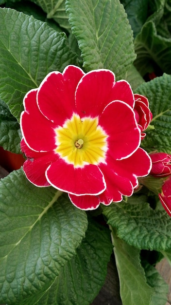 Foto close-up de uma flor rosa