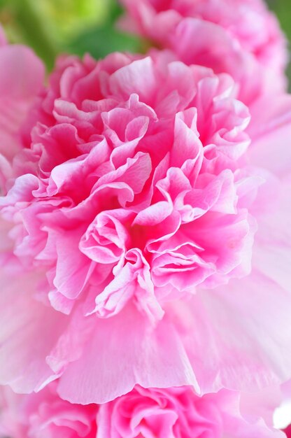 Foto close-up de uma flor rosa