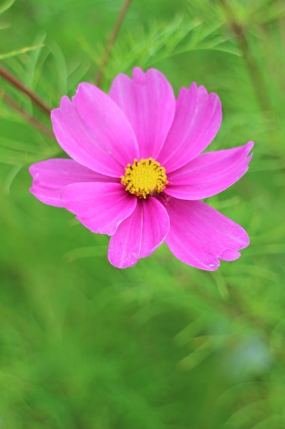 Foto close-up de uma flor rosa