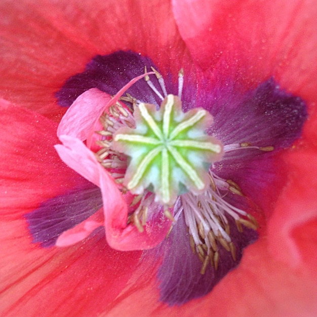 Foto close-up de uma flor rosa