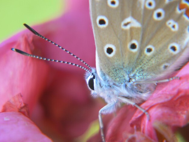 Foto close-up de uma flor rosa