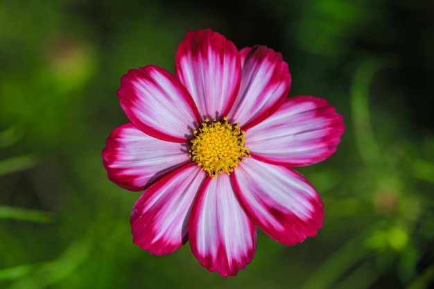 Close-up de uma flor rosa