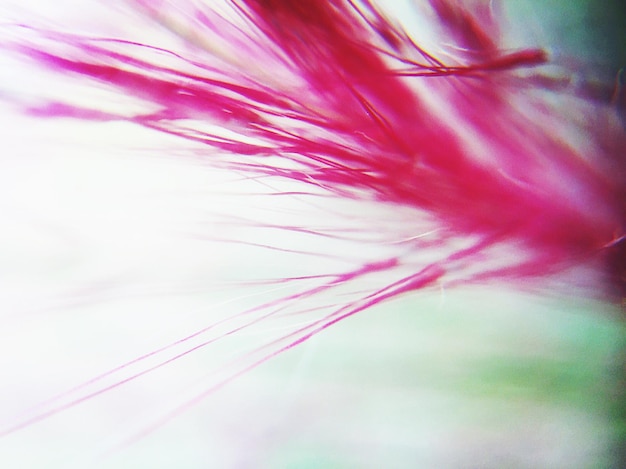 Close-up de uma flor rosa