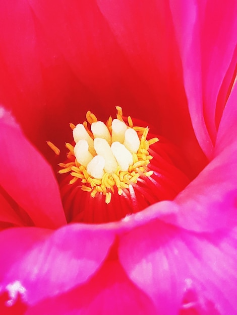 Close-up de uma flor rosa