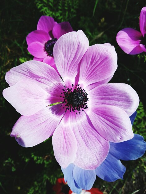 Foto close-up de uma flor rosa