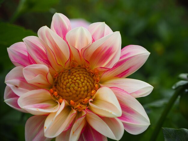 Foto close-up de uma flor rosa