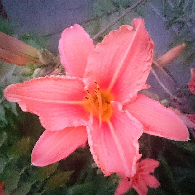 Foto close-up de uma flor rosa