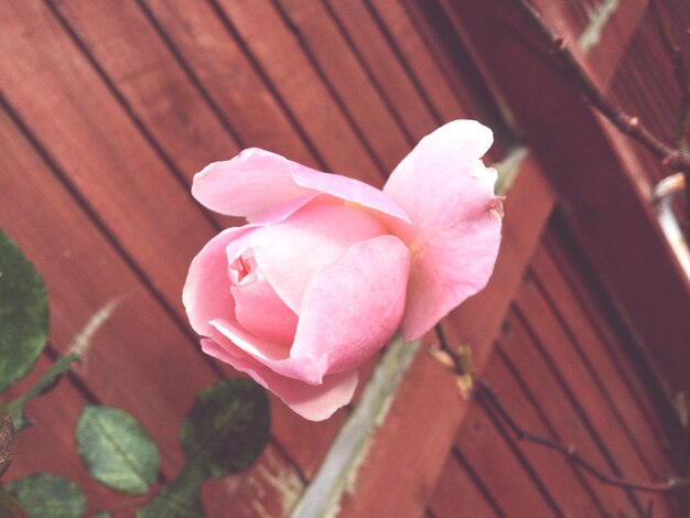 Foto close-up de uma flor rosa