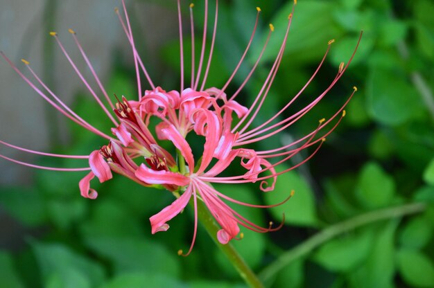 Foto close-up de uma flor rosa