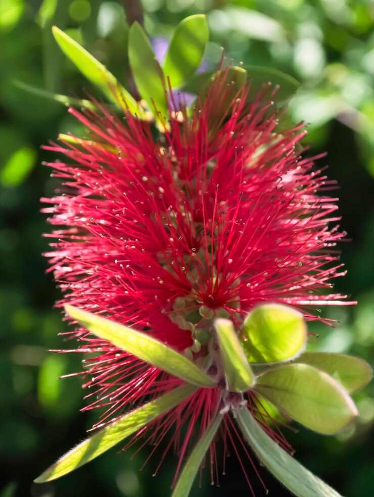 Foto close-up de uma flor rosa