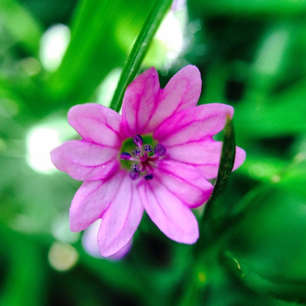 Foto close-up de uma flor rosa