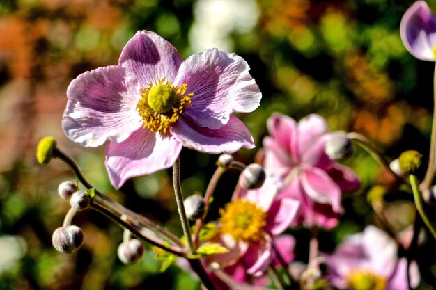 Close-up de uma flor rosa