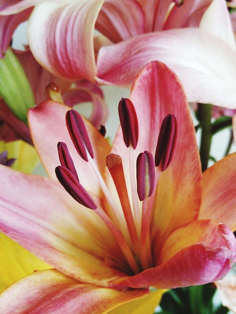 Foto close-up de uma flor rosa