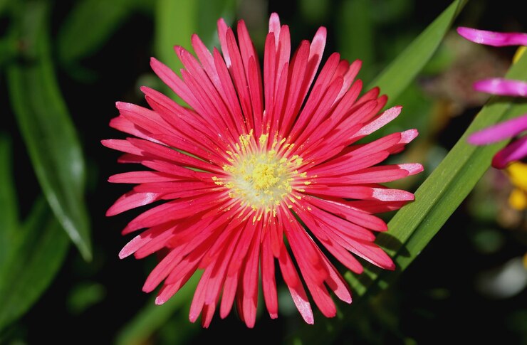 Foto close-up de uma flor rosa