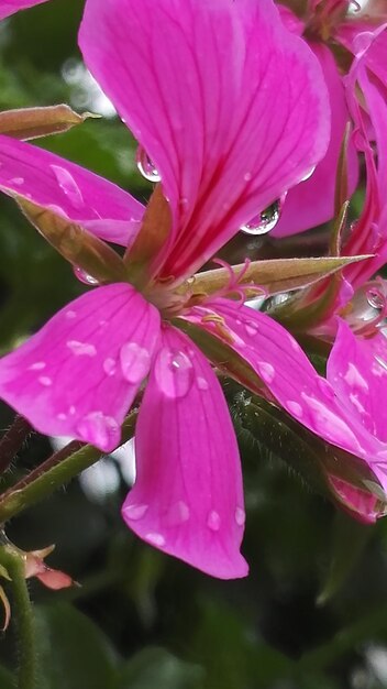 Close-up de uma flor rosa