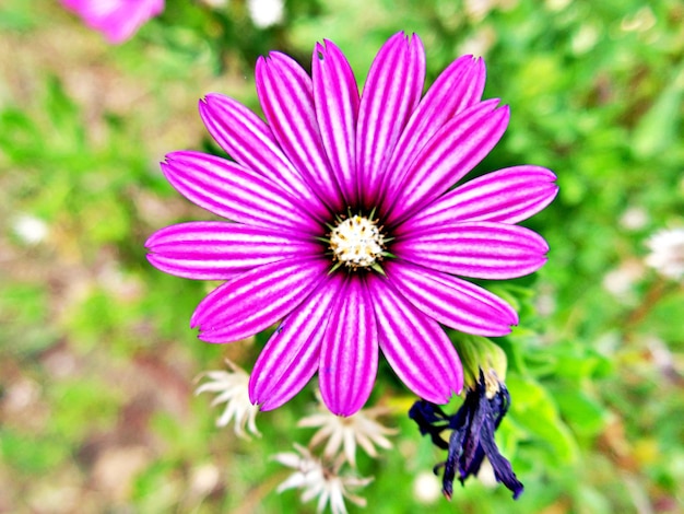 Foto close-up de uma flor rosa