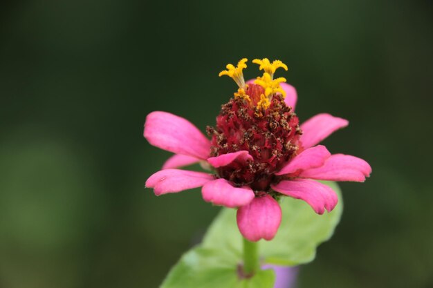 Foto close-up de uma flor rosa