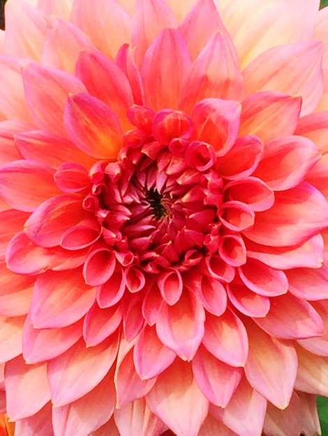 Close-up de uma flor rosa