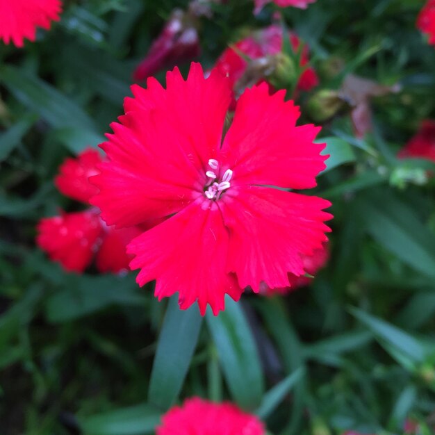 Foto close-up de uma flor rosa