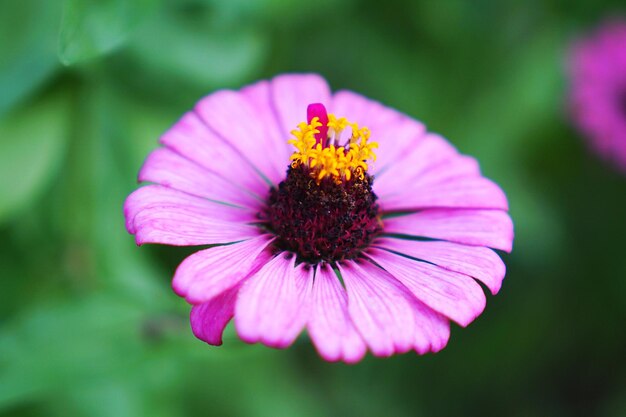 Close-up de uma flor rosa