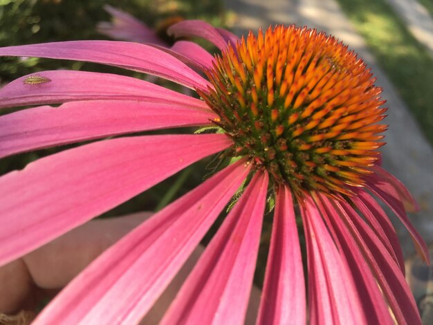 Foto close-up de uma flor rosa