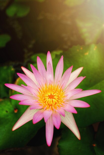 Foto close-up de uma flor rosa