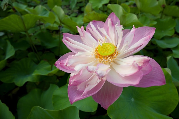 Close-up de uma flor rosa
