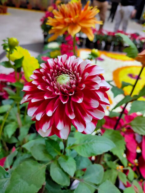 Foto close-up de uma flor rosa