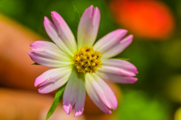 Foto close-up de uma flor rosa