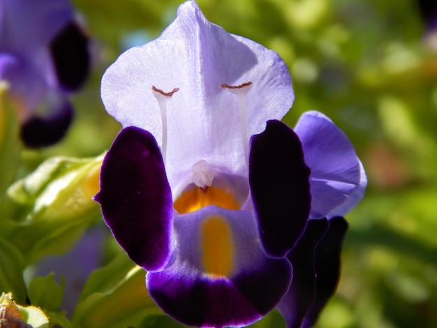 Foto close-up de uma flor roxa florescendo ao ar livre