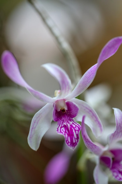 Close-up de uma flor roxa florescendo ao ar livre