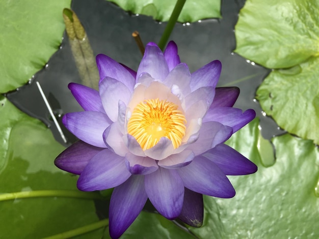 Foto close-up de uma flor roxa florescendo ao ar livre