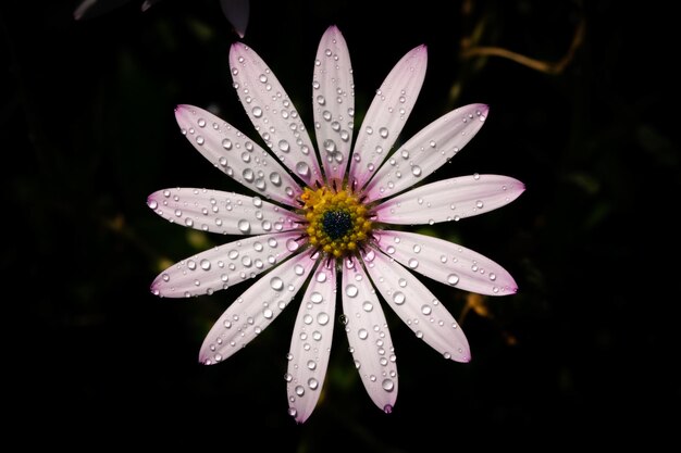 Foto close-up de uma flor roxa molhada