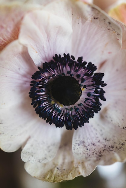 Foto close-up de uma flor roxa