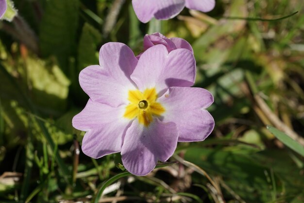 Foto close-up de uma flor roxa